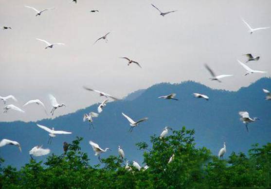 Egrets Paradise
