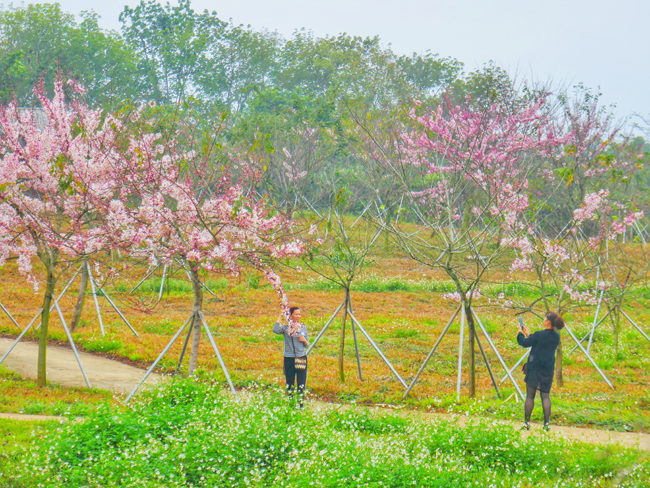 琼海市塔洋镇樱花基地图片