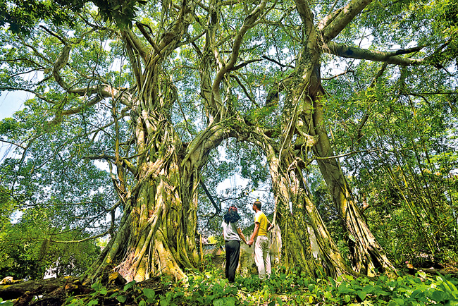海舌公园夫妻树图片