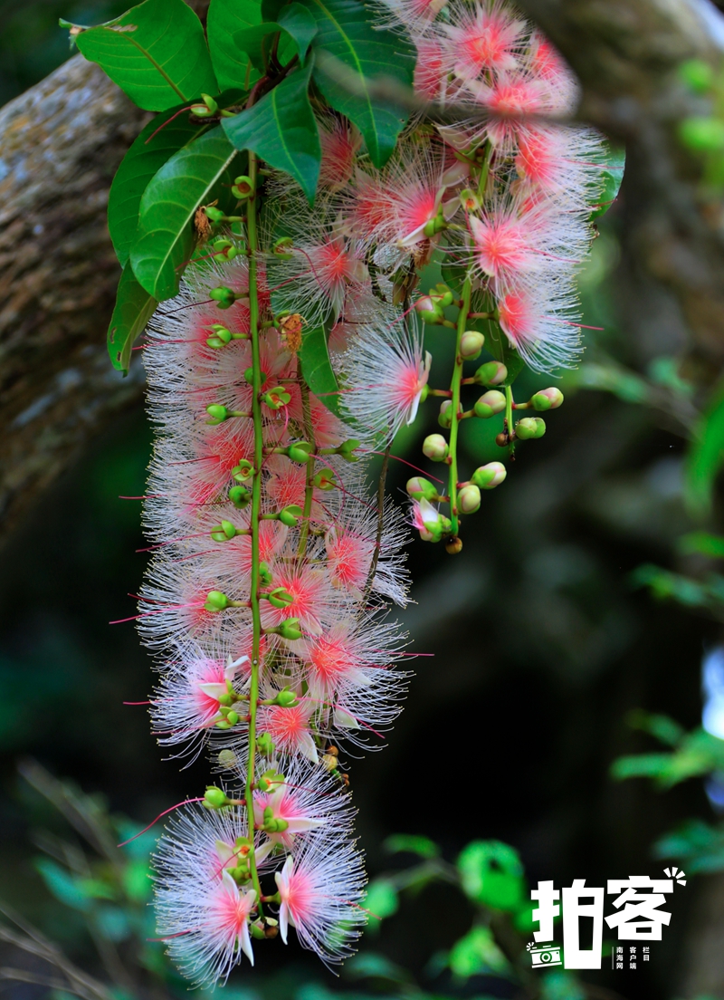 琼花玉蕊图片